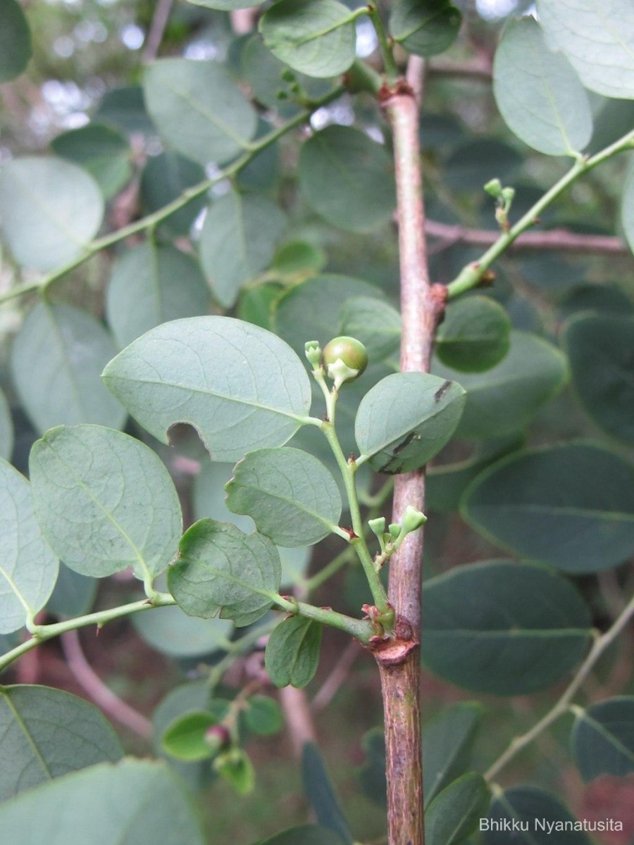 Breynia vitis-idaea (Burm.f.) C.E.C.Fisch.